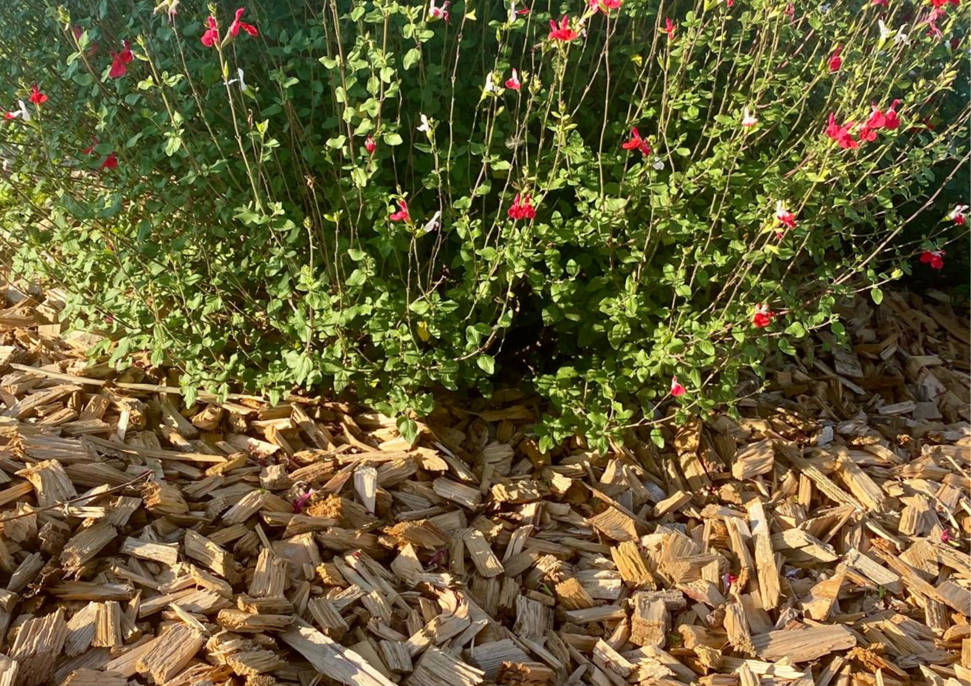 paillage bois plante